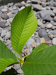 Sommera donnell-smithii