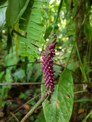 Anthurium lancifolium