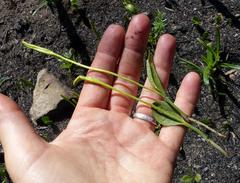 Ophioglossum polyphyllum