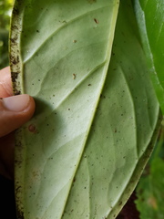 Anthurium lancifolium