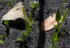 Ophioglossum polyphyllum