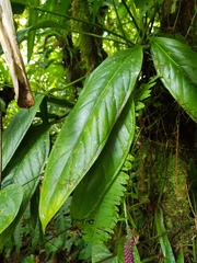 Anthurium lancifolium