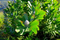 Leucospermum glabrum