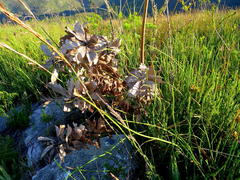 Leucospermum glabrum