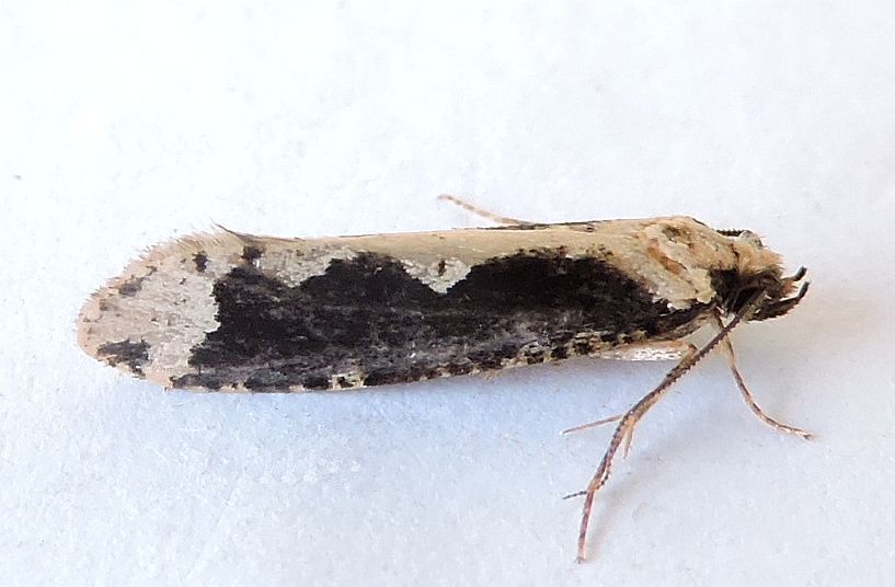 Daviscardia coloradella