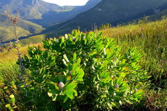 Leucospermum glabrum