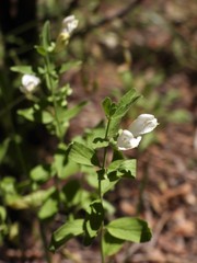 Scutellaria californica