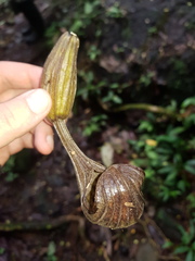 Aristolochia tonduzii