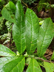 Drymonia submarginalis