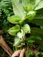 Drymonia submarginalis