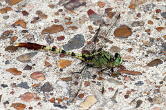 Arigomphus submedianus