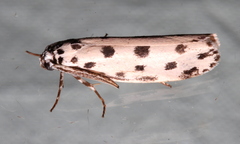 Ethmia sphaerosticha