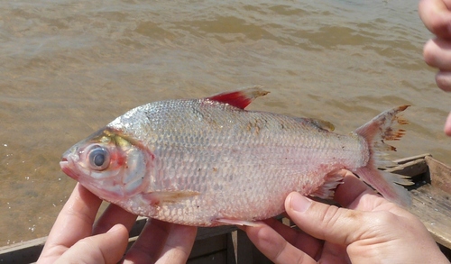 Curimatid (Psectrogaster curviventris) — Curimatidae — 2