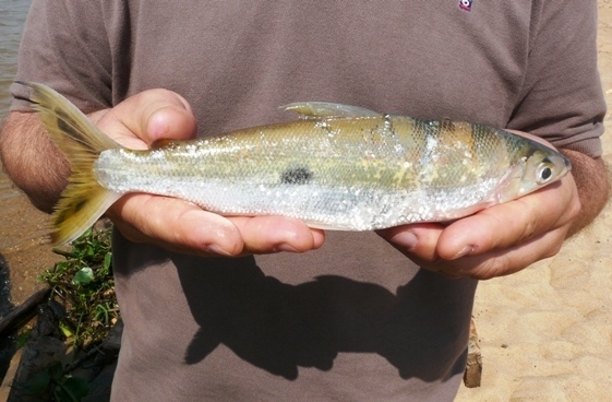 Hemiodus orthonops