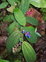 Miconia radicans