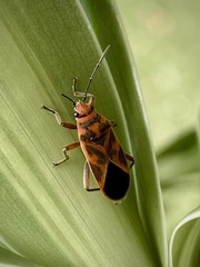 Graptostethus servus