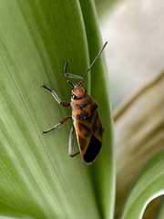 Graptostethus servus