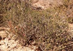 Phylica glabrata