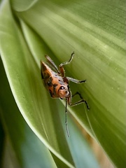 Graptostethus servus