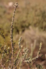 Phylica glabrata