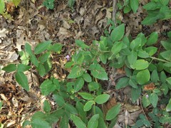 Desmodium nuttallii