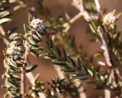 Phylica glabrata
