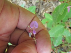 Desmodium nuttallii