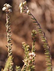 Phylica glabrata