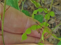 Desmodium nuttallii