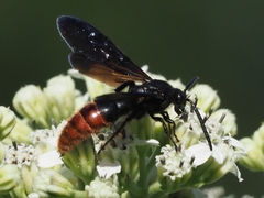 Scolia dubia haematodes