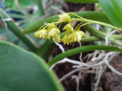 Dendrobium monophyllum
