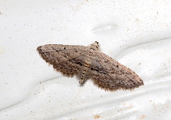 Araeopteron canescens