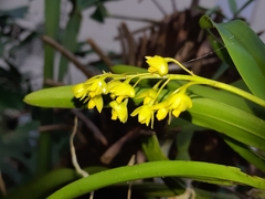 Dendrobium monophyllum
