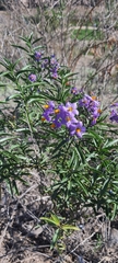 Solanum crispum