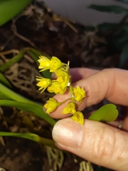 Dendrobium monophyllum
