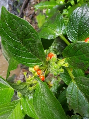 Witheringia correana