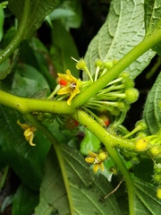 Witheringia correana