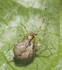 Theridion murarium