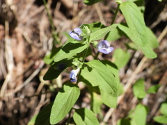 Scutellaria tuberosa