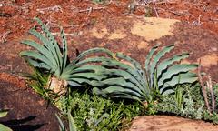 Boophone haemanthoides