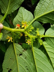 Witheringia correana