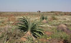 Boophone haemanthoides