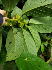 Witheringia correana