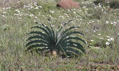 Boophone haemanthoides