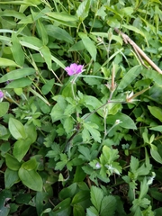 Geranium nepalense thunbergii