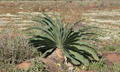 Boophone haemanthoides