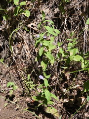 Scutellaria tuberosa