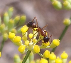 Camponotus semitestaceus