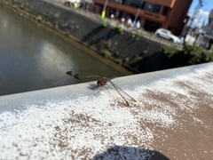Sympetrum infuscatum