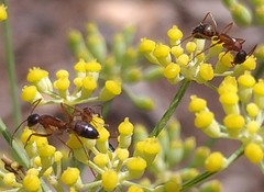 Camponotus semitestaceus